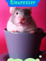 The Tailor of Gloucester