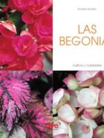 Las Begonias
