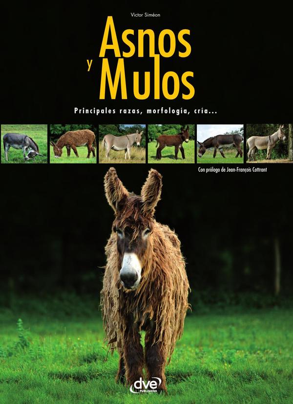Asnos y mulas