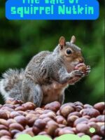 The Tale of Squirrel Nutkin