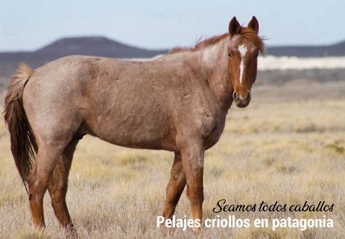 Seamos todos caballos. Pelajes criollos en patagonia